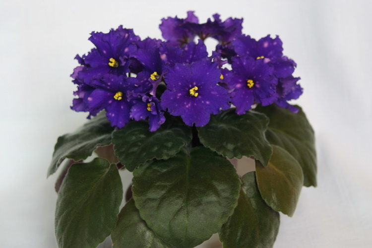 IMG_2756_новый размер.JPG