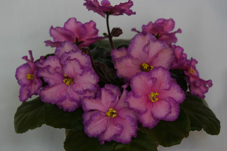 IMG_2781_новый размер.JPG