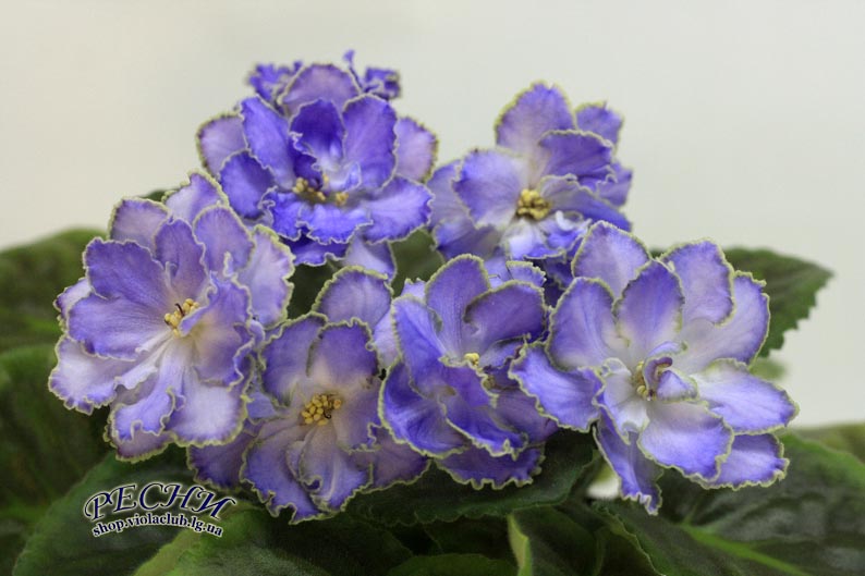 IMG_2820 (64) копия.jpg