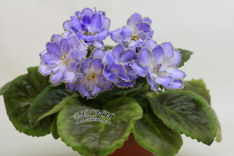 IMG_2825 копия.jpg