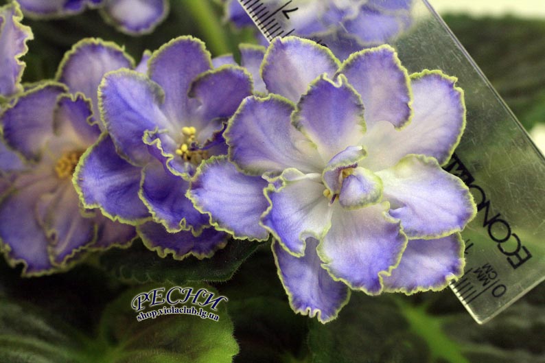 IMG_2845 (89) копия.jpg