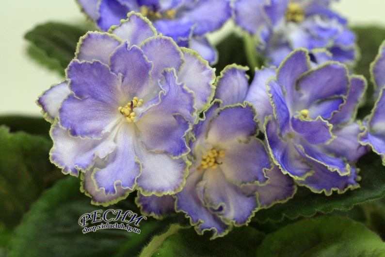 IMG_2849 копия.jpg