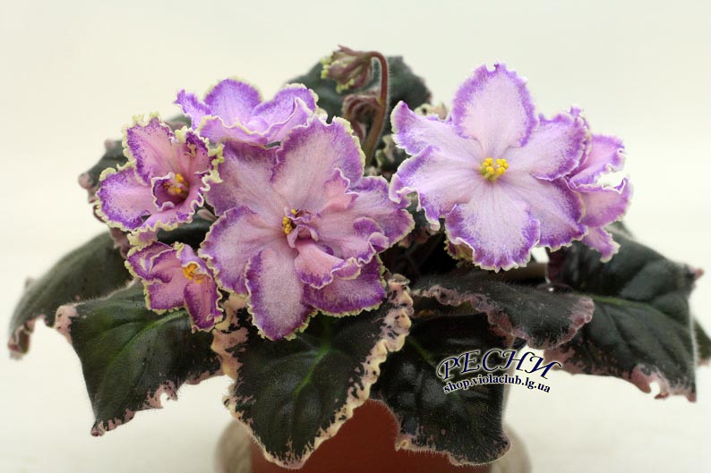 IMG_2985 копия.jpg