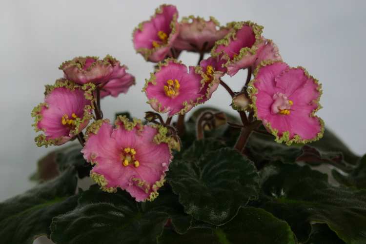 IMG_3037_новый размер.JPG