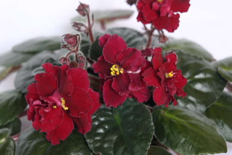 IMG_3062_новый размер.JPG