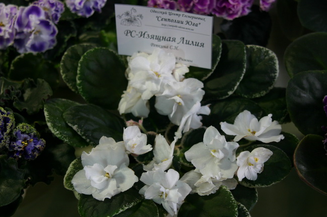 IMG_3126_новый размер.JPG