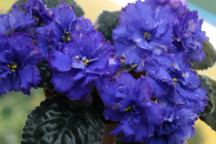 IMG_3214_новый размер.JPG