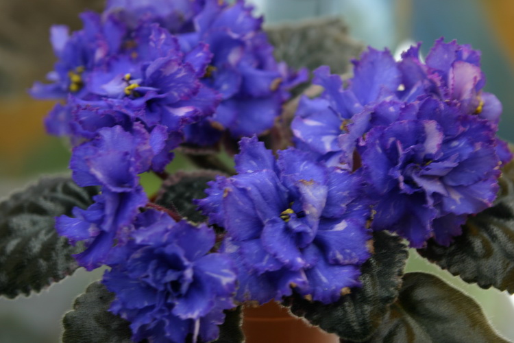 IMG_3216_новый размер.JPG