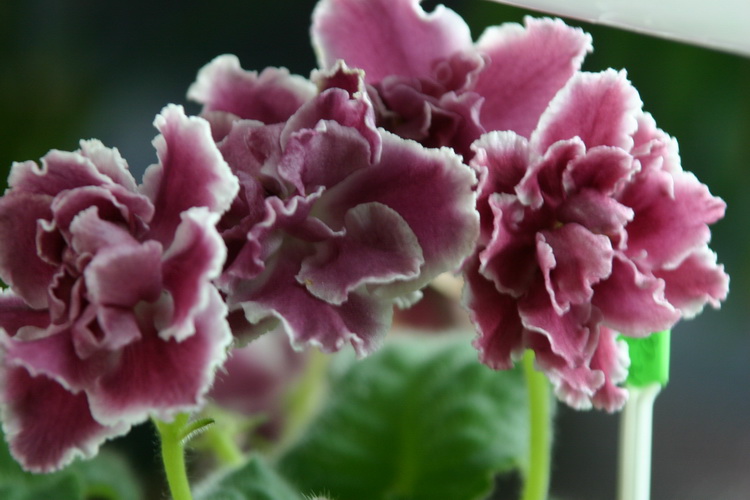 IMG_3296_новый размер.JPG