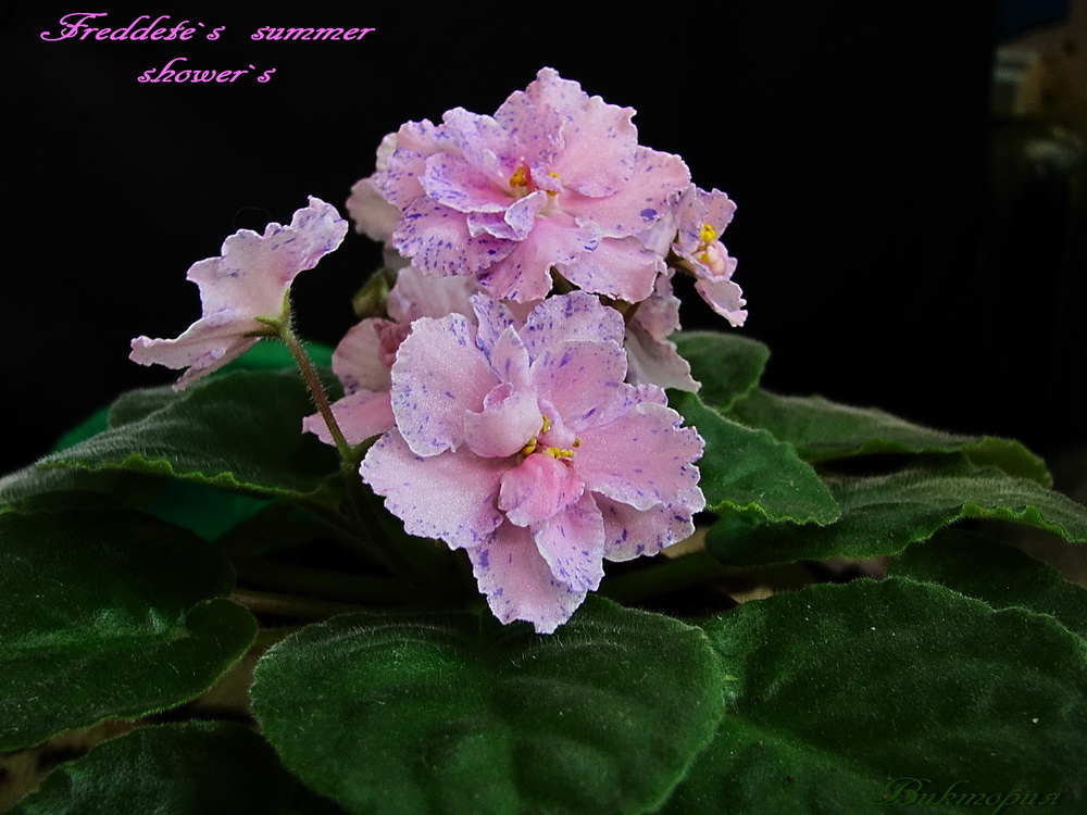 IMG_3895ф.jpg