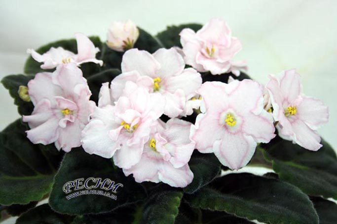 IMG_4522копирование.jpg