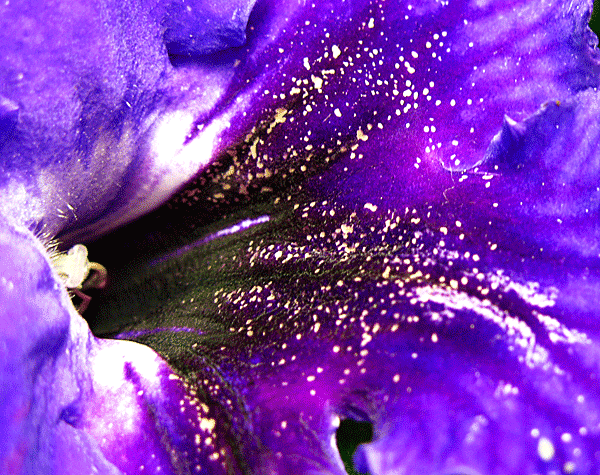IMG_4552.gif