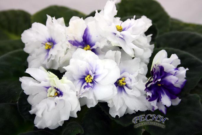 IMG_4556копирование.jpg