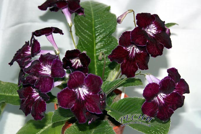 IMG_4612копирование.jpg