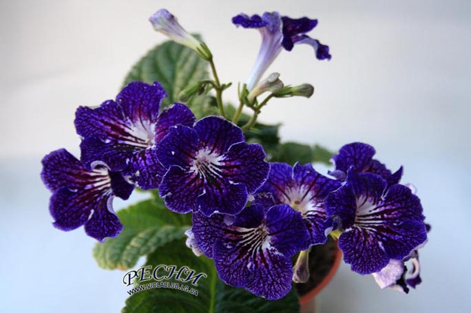 IMG_4657копирование.jpg
