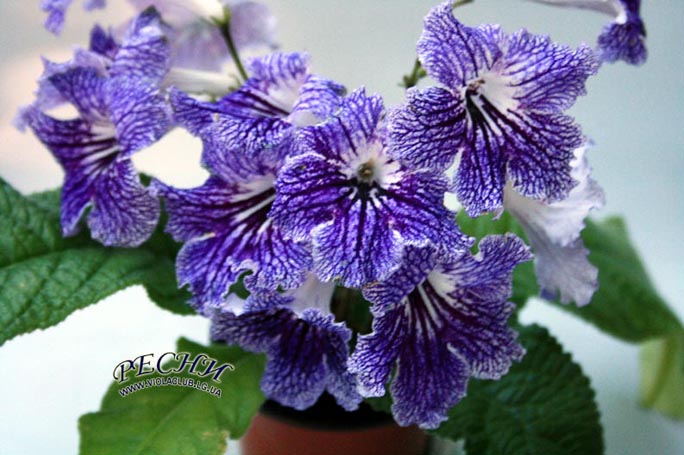 IMG_4683копирование.jpg