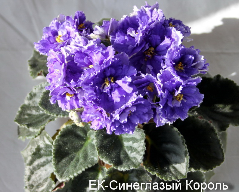 IMG_4689 - копия.JPG