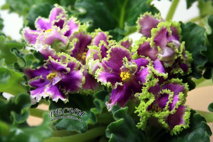 IMG_4750копирование.jpg