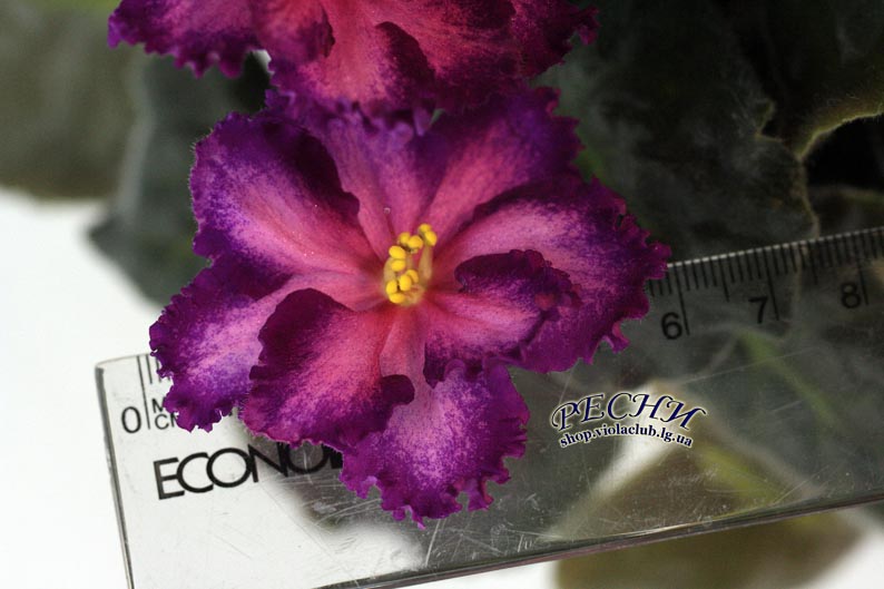 IMG_5046 (13) копия.jpg