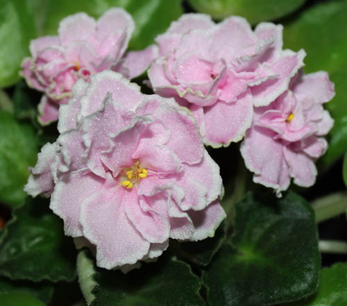 IMG_5117-500-лесная сказка.jpg