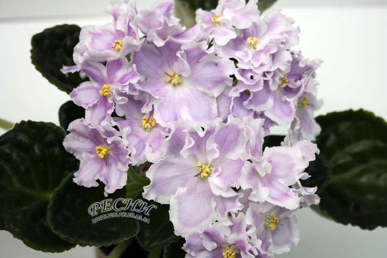 IMG_5592 копия.jpg