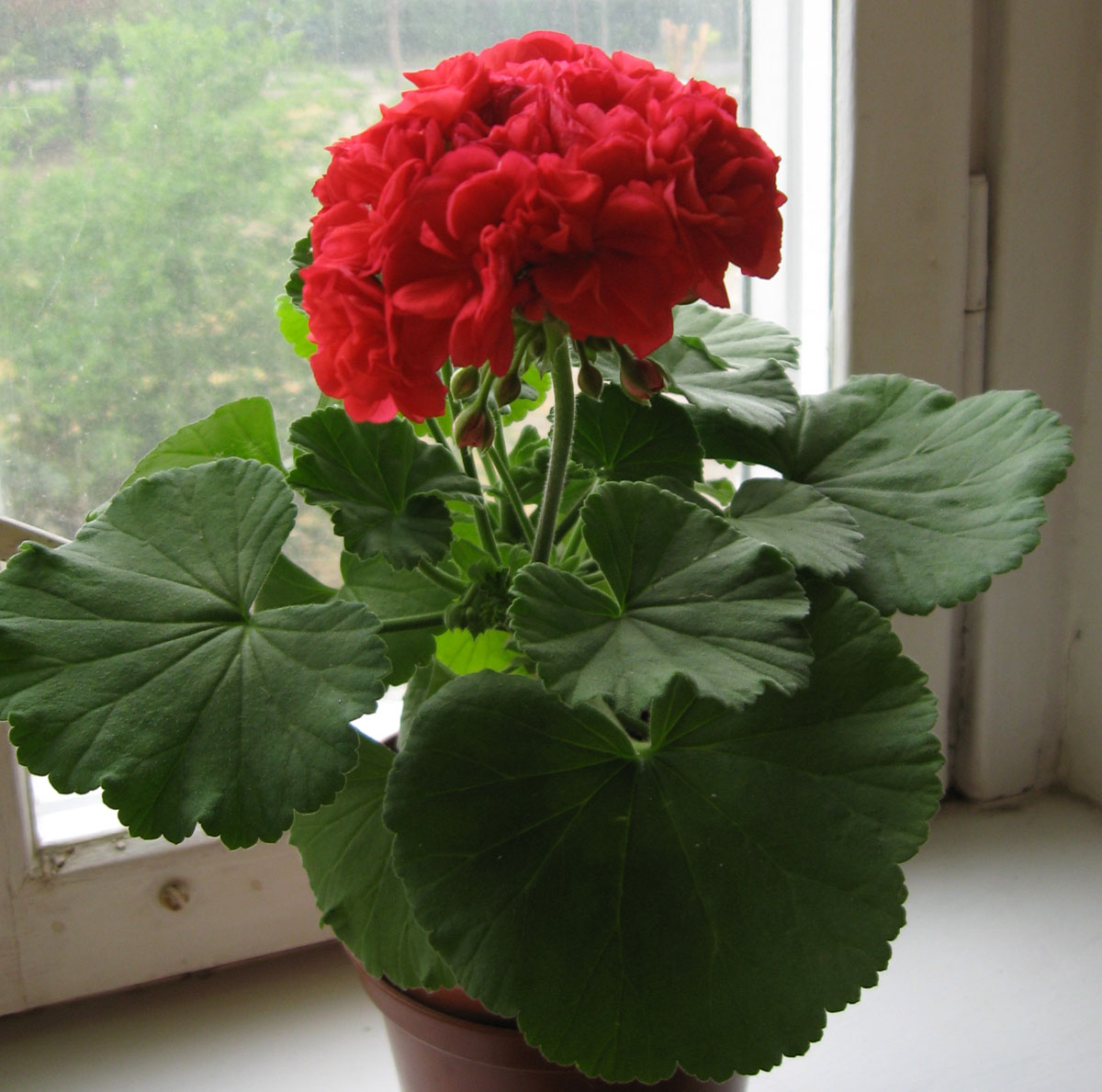 IMG_63261.jpg