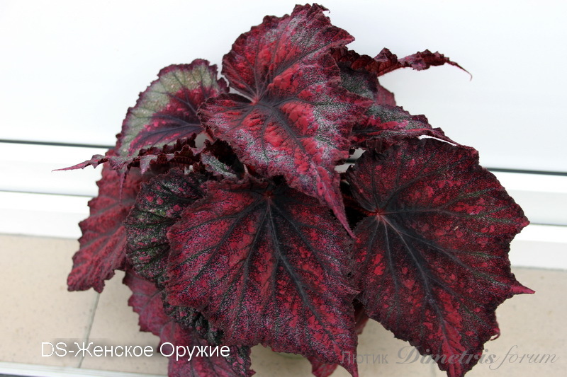 IMG_7615 - копия.JPG