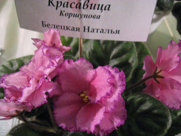 IMG_7936см.jpg