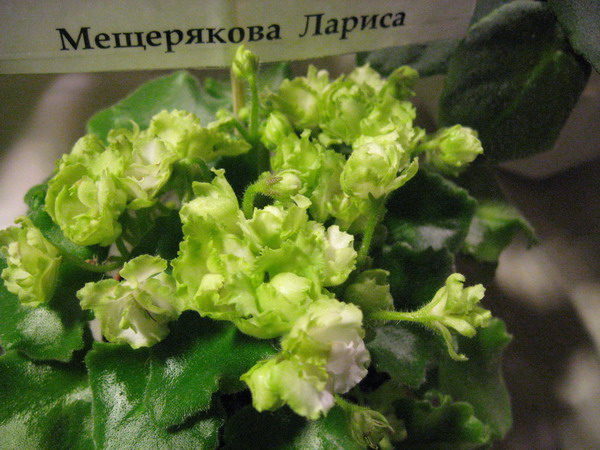 IMG_7940см.jpg