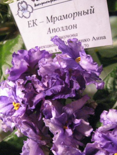 IMG_7955см.jpg
