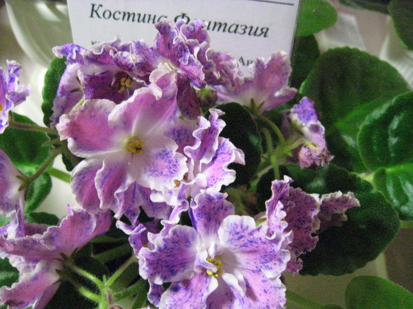 IMG_7956см.jpg