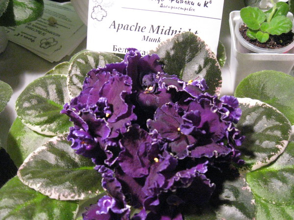 IMG_7975см.jpg