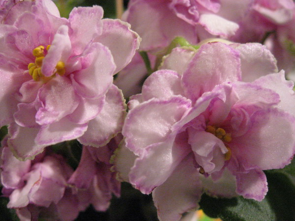 IMG_7998см.jpg
