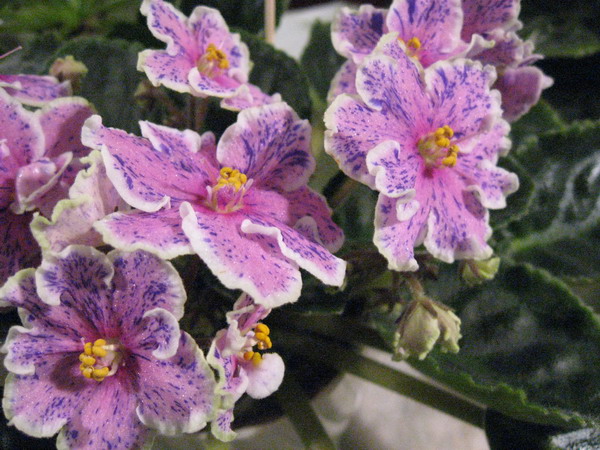 IMG_8004см.jpg