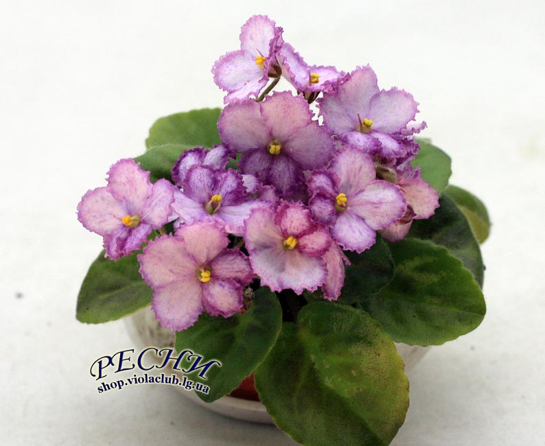 IMG_8150 (225) копия.jpg