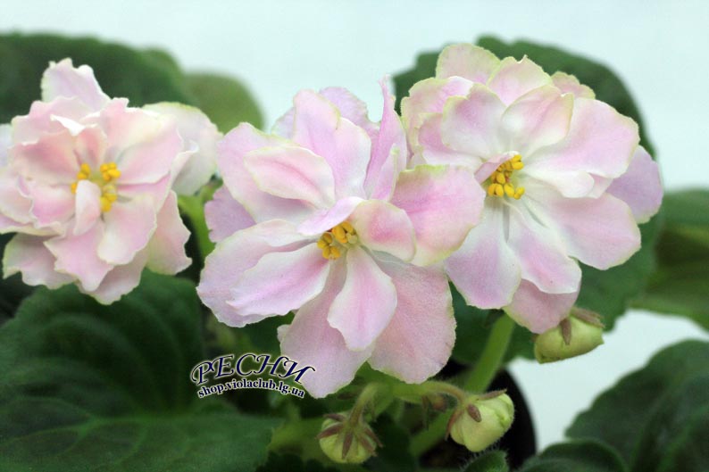 IMG_8374 копия.jpg