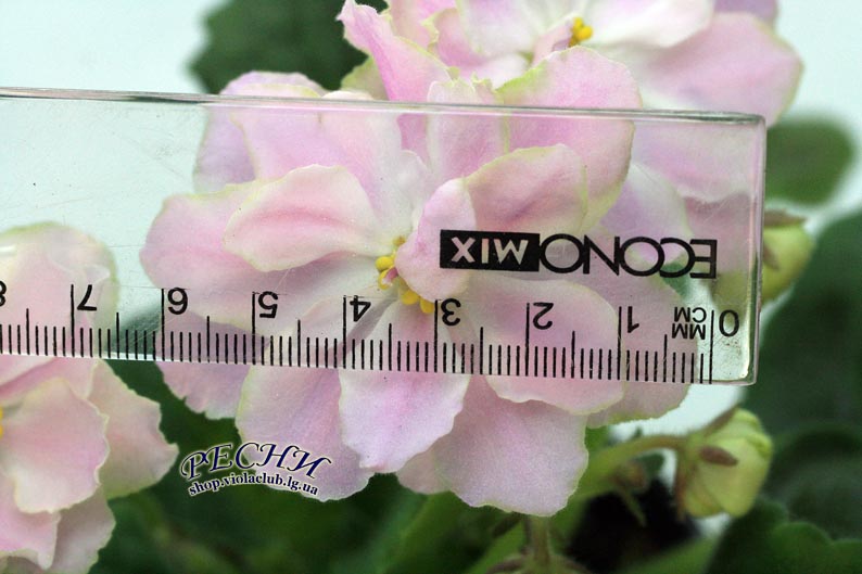 IMG_8379 (251) копия.jpg