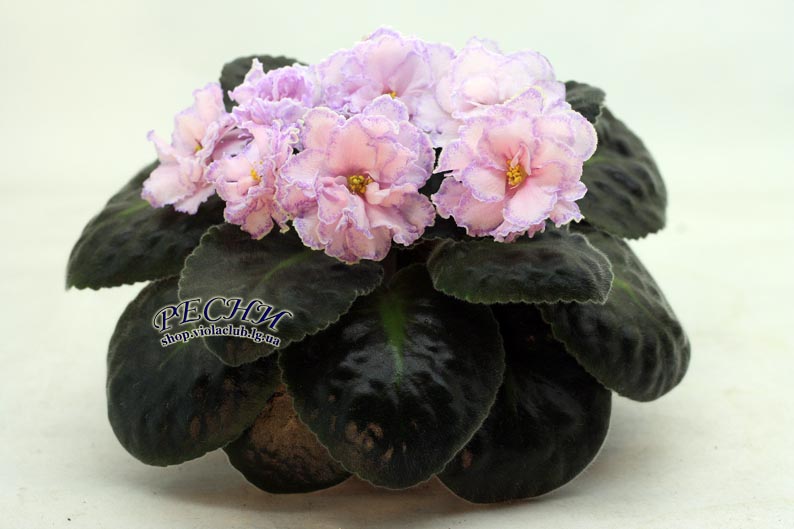 IMG_8618 (238) копия.jpg