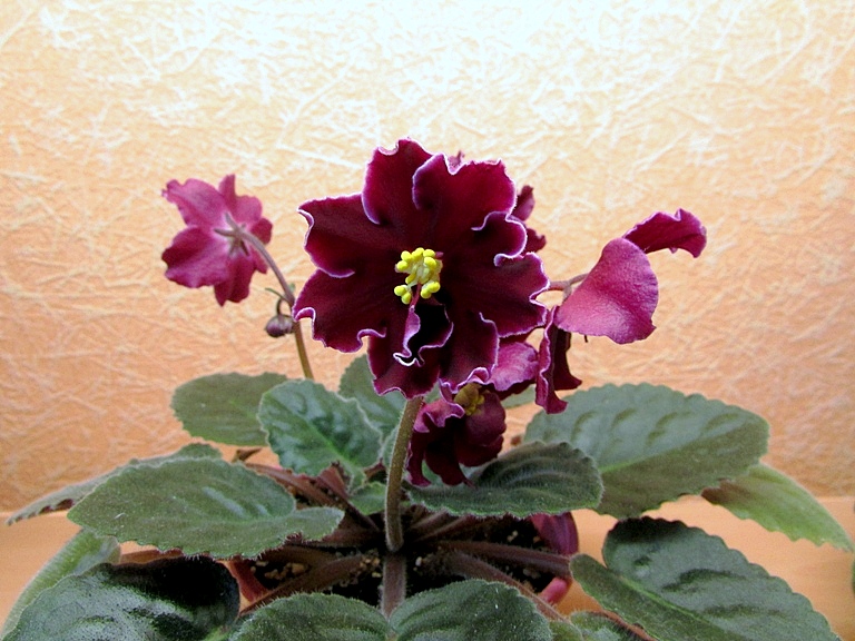 IMG_8639.JPG