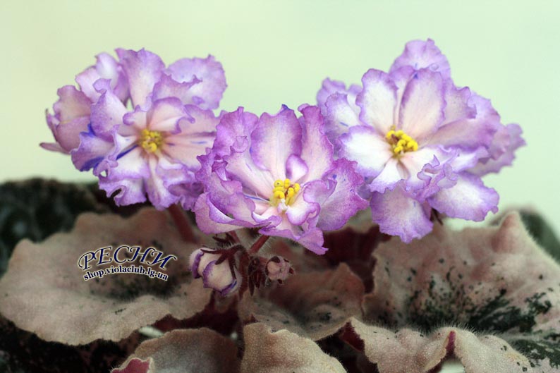 IMG_8775 копия.jpg