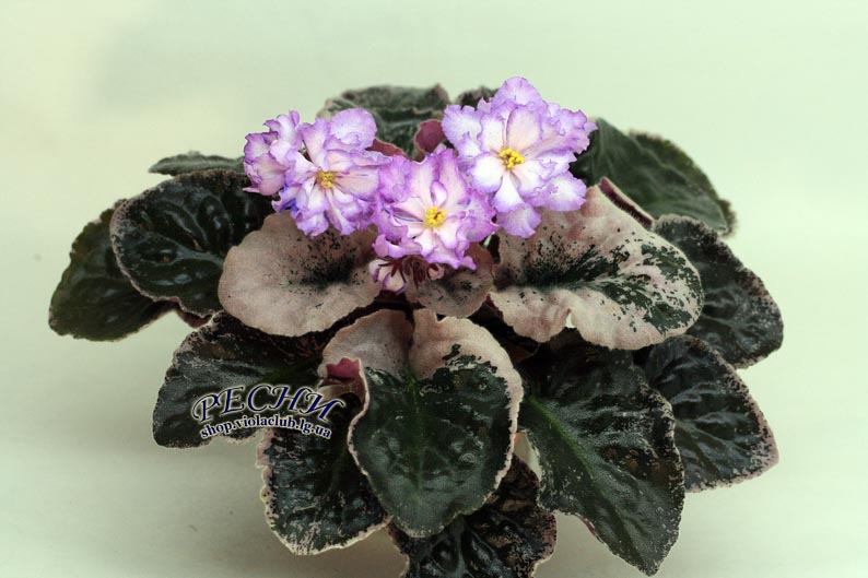 IMG_8778 копия.jpg