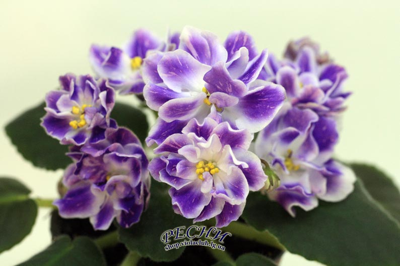 IMG_8830 (343) копия.jpg