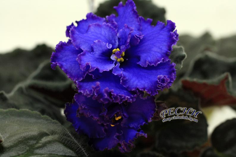 IMG_8863 (482) копия.jpg