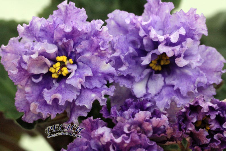 IMG_8870 (488) копия.jpg