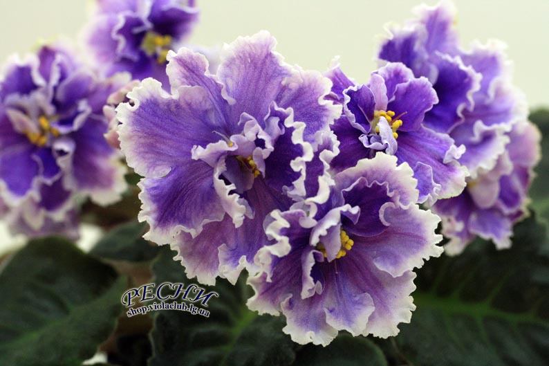 IMG_8959 (137) копия.jpg