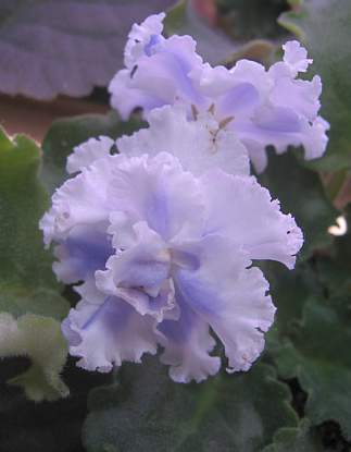 IMG_9299.jpg