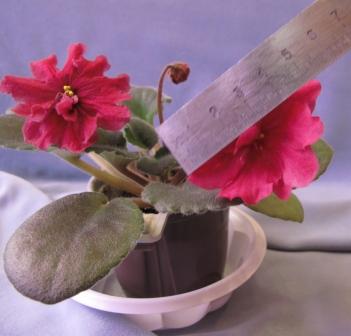 IMG_9656 Биг Файр размер.JPG