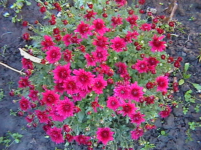 IMGA5590.JPG