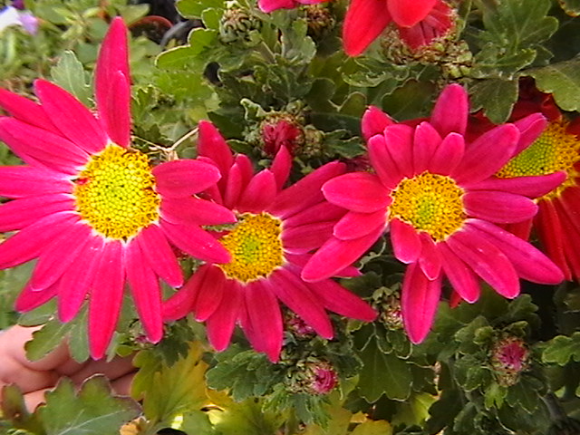 IMGA5836.JPG