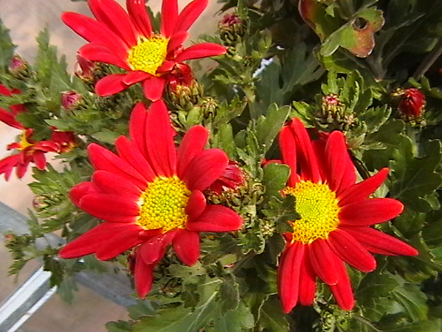 IMGA5837.JPG